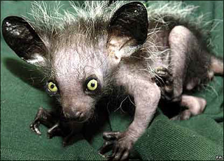 Illustration for article titled 12 Real Animals We Can't Believe Aren't Pokémon